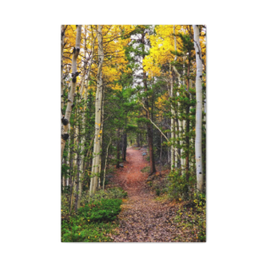 Aspen Forest Trail Matte Canvas Wall Art