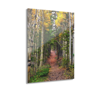 Autumn Aspen Trail Acrylic Print — Forest Path Wall Art (French Cleat Hanging)
