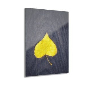 Acrylic Print — Yellow Leaf on Dark Wood (French Cleat Hanging)