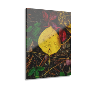 Autumn Dew Leaf Acrylic Print — French Cleat Hanging Wall Art
