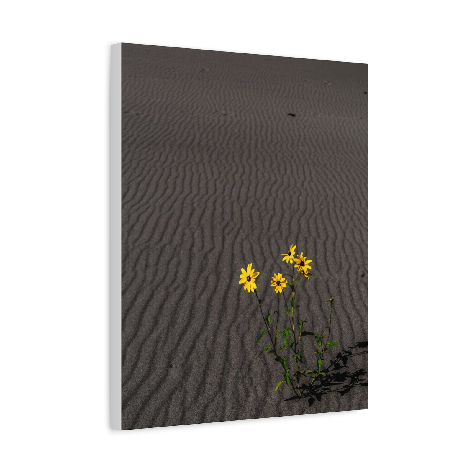 Sand Dunes Wildflowers Canvas - Sand Dunes National Park - Image 6