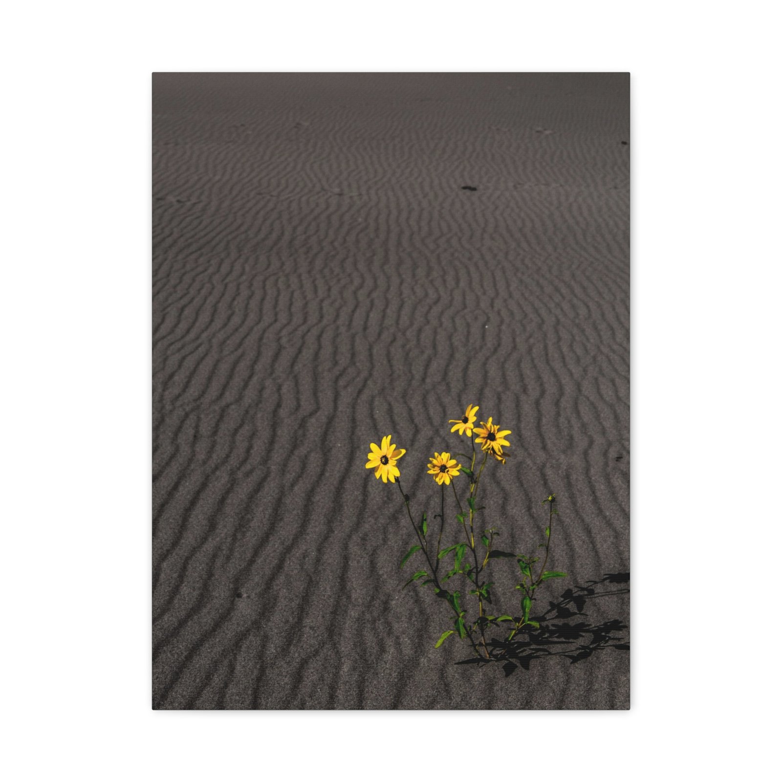 Sand Dunes Wildflowers Canvas - Sand Dunes National Park - Image 9