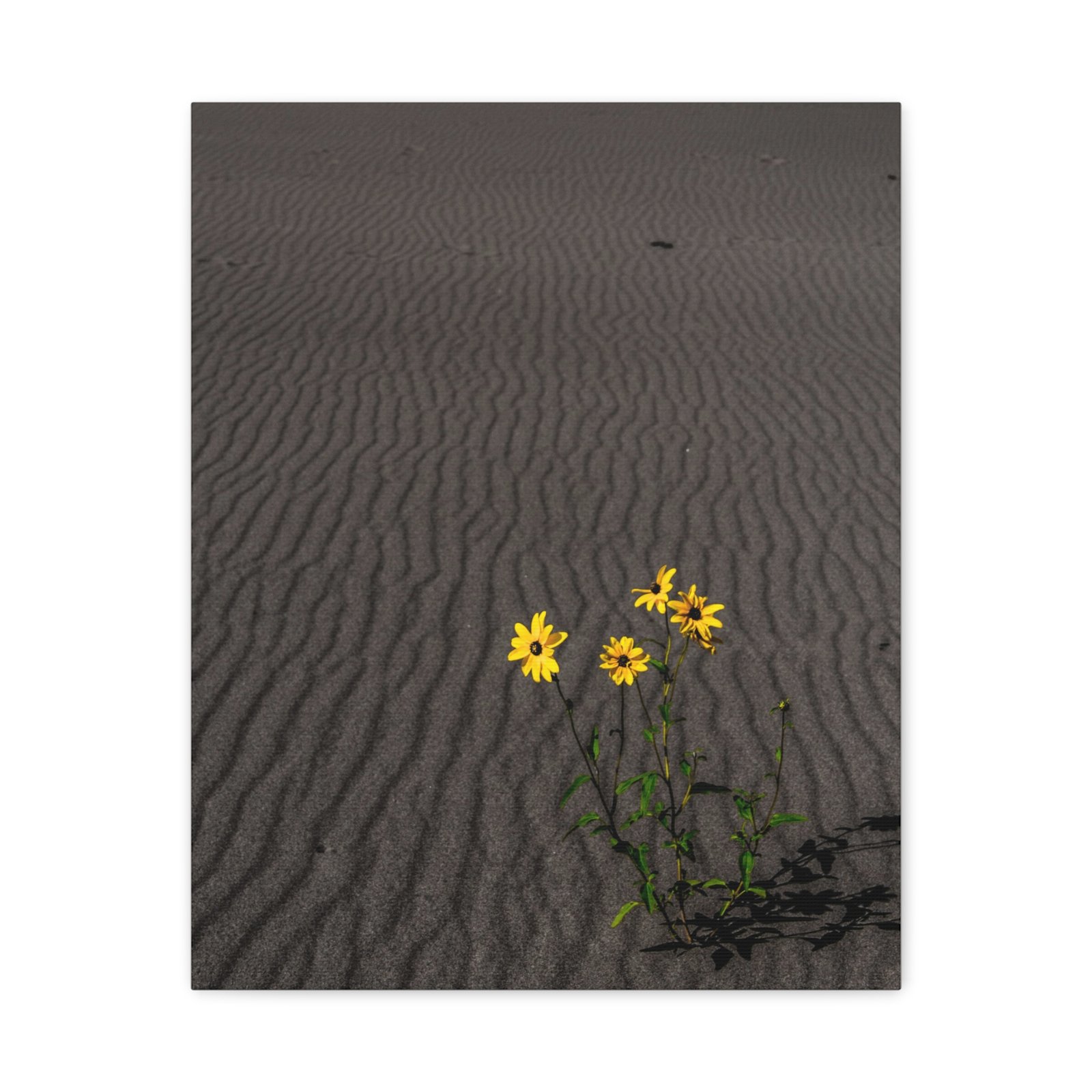 Sand Dunes Wildflowers Canvas - Sand Dunes National Park - Image 5