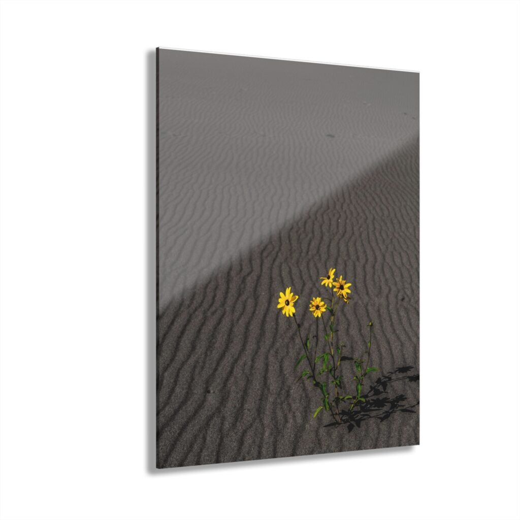 Sand Dunes Wildflower Acrylic Print – Sand Dunes National Park