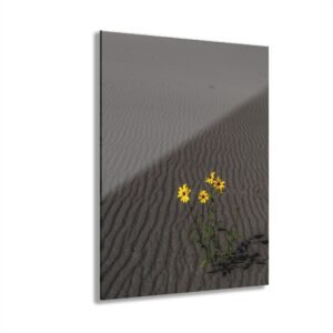 Sand Dunes Wildflower Acrylic Print – Sand Dunes National Park