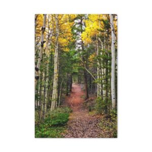 Aspen Forest Trail Matte Canvas Wall Art