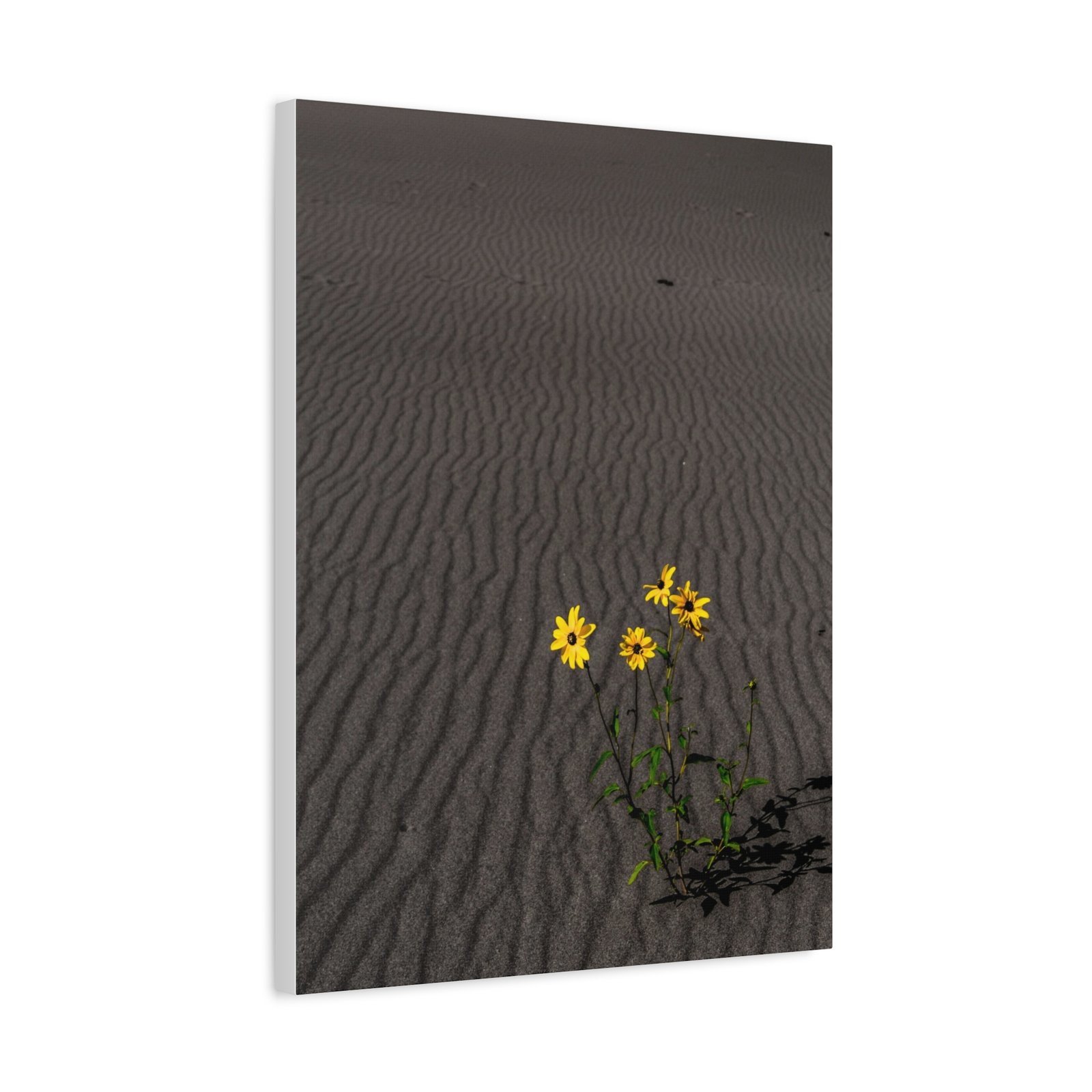 Sand Dunes Wildflowers Canvas - Sand Dunes National Park - Image 10