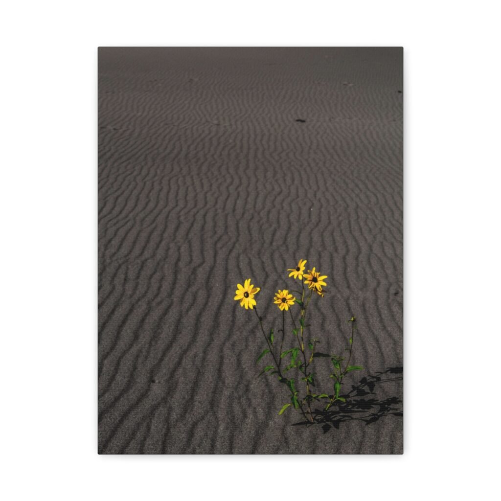 Sand Dunes Wildflowers Canvas - Sand Dunes National Park