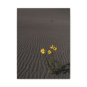 Sand Dunes Wildflowers Canvas - Sand Dunes National Park