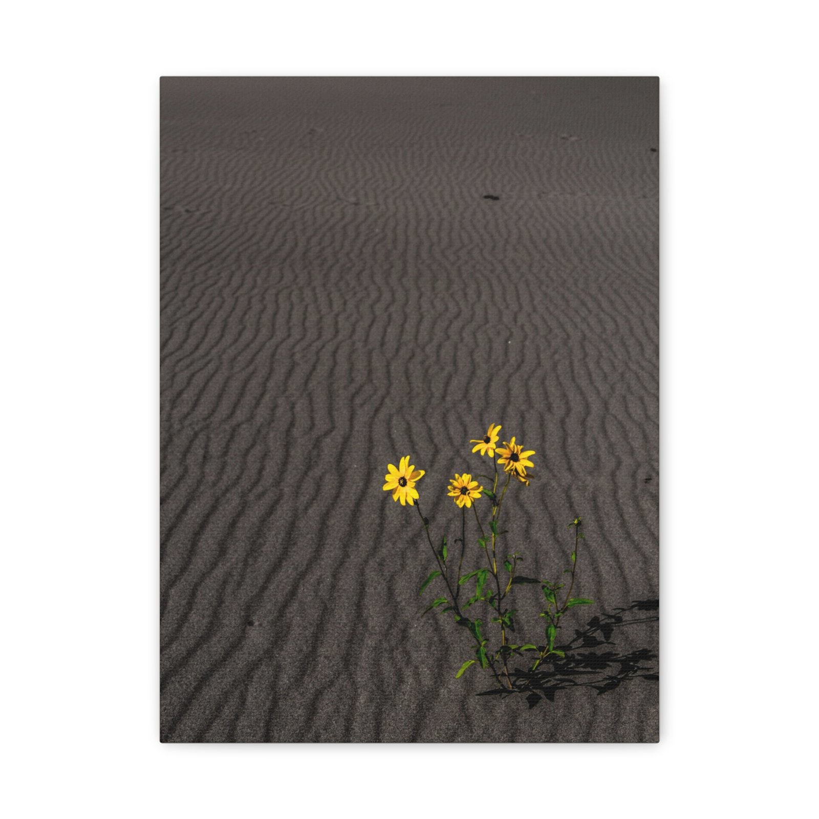 Sand Dunes Wildflowers Canvas - Sand Dunes National Park