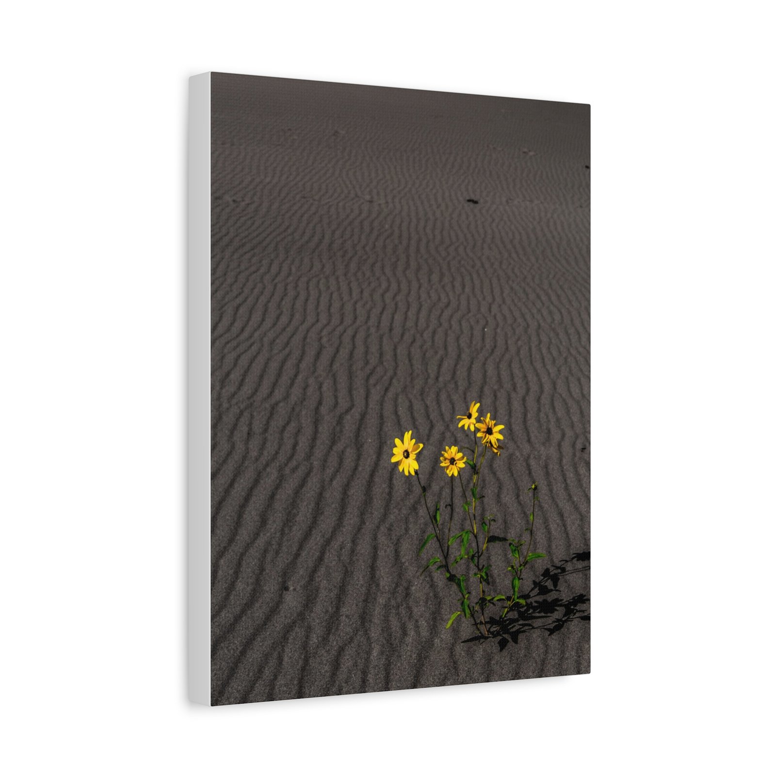 Sand Dunes Wildflowers Canvas - Sand Dunes National Park - Image 2