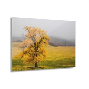 Golden Autumn Tree - Sedalia
